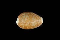 藏品(紅花寶螺)的圖片